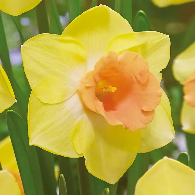 Bantam Large Cupped Narcissi